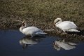 Langs de Tjonger 17-3-2016-04